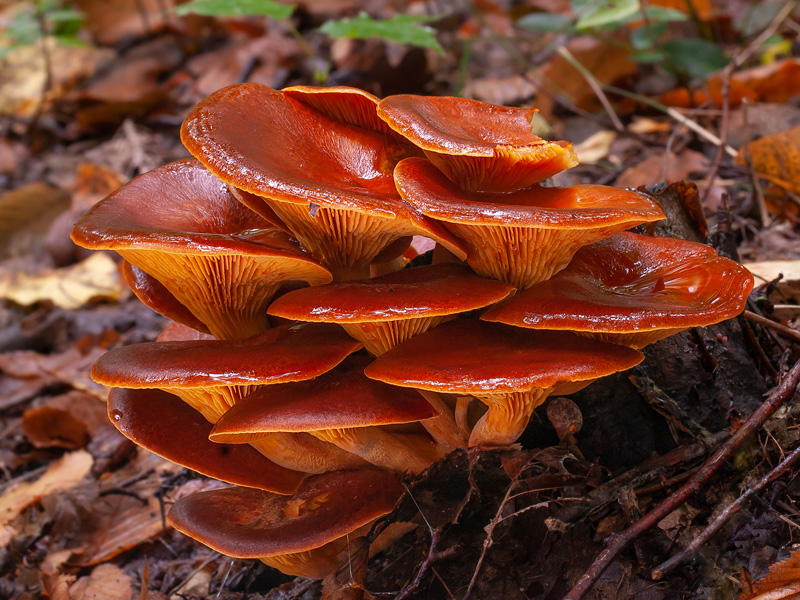 Omphalotus olearius